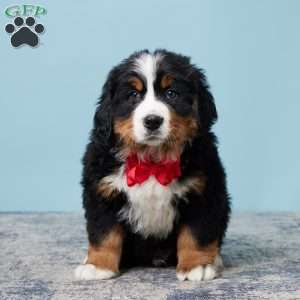 Ricky, Bernese Mountain Dog Puppy